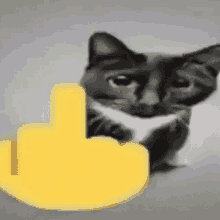 :acat_finger: